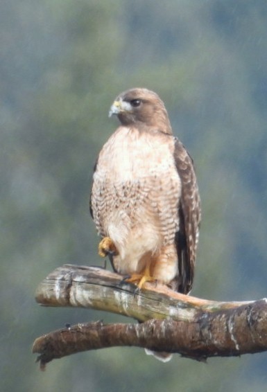 Red-tailed Hawk - ML438675551