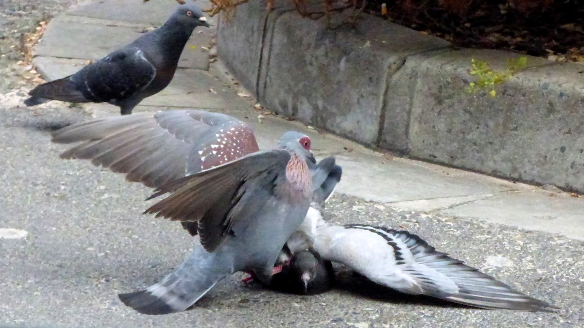 Rock Pigeon (Feral Pigeon) - Douglas Long