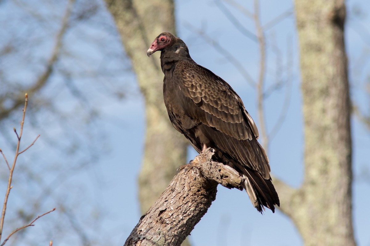 Turkey Vulture - ML438684021