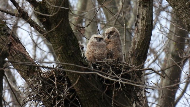 Great Horned Owl - ML438688211