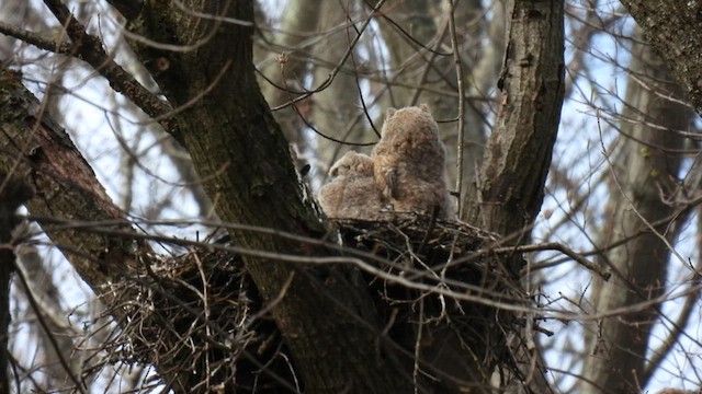 Great Horned Owl - ML438688221