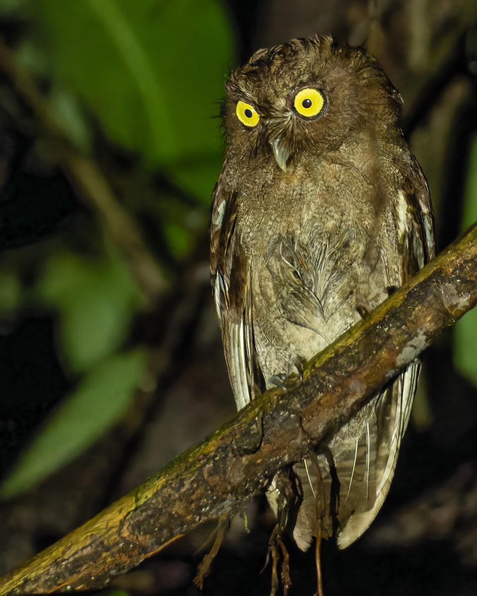 Puntarenas Screech-Owl (undescribed form) - Tyler Wenzel