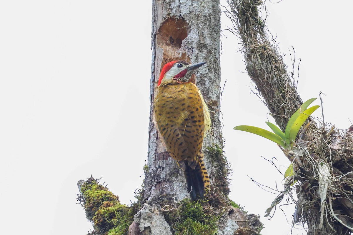 Spot-breasted Woodpecker - Allison Miller