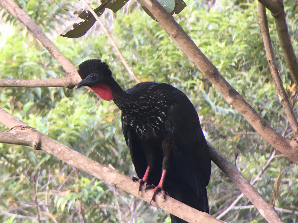 Crested Guan - Larry Therrien