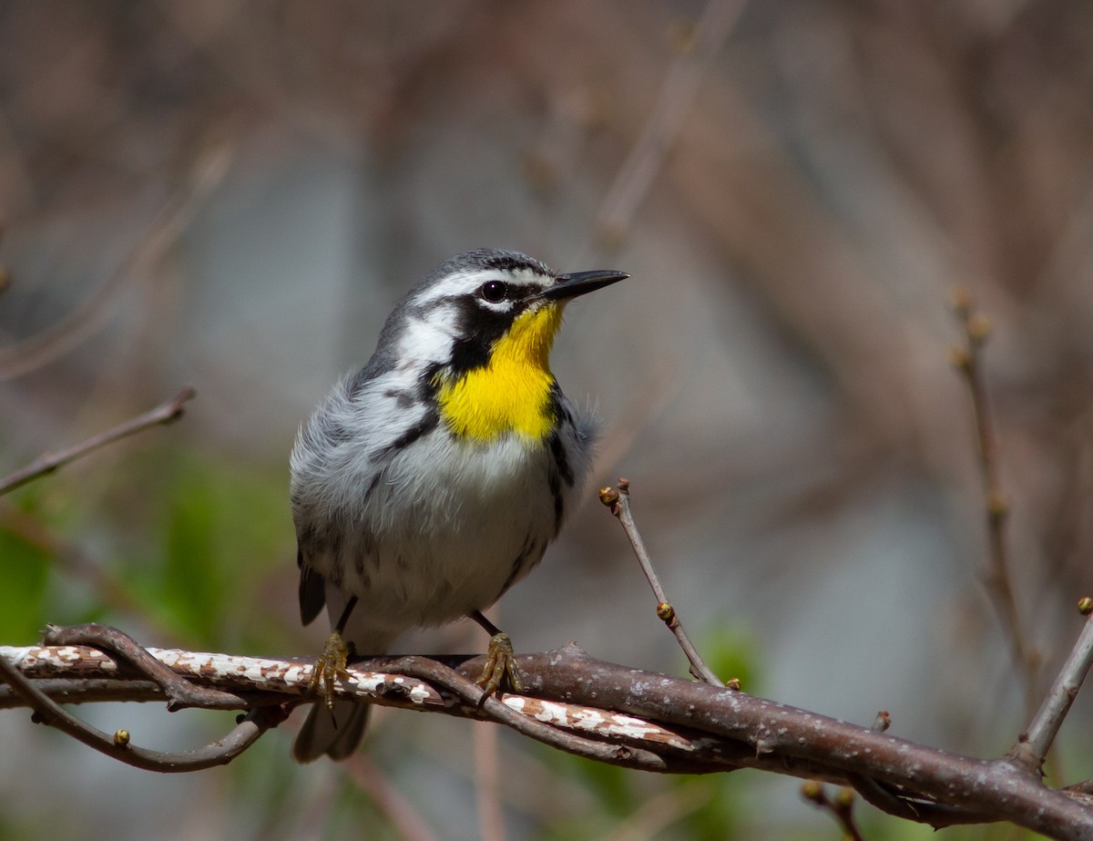 Yellow-throated Warbler - Noah Gibb