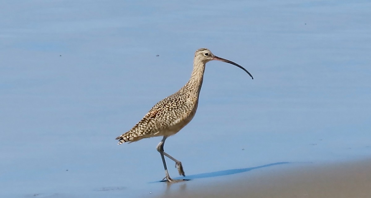 Long-billed Curlew - ML438699701