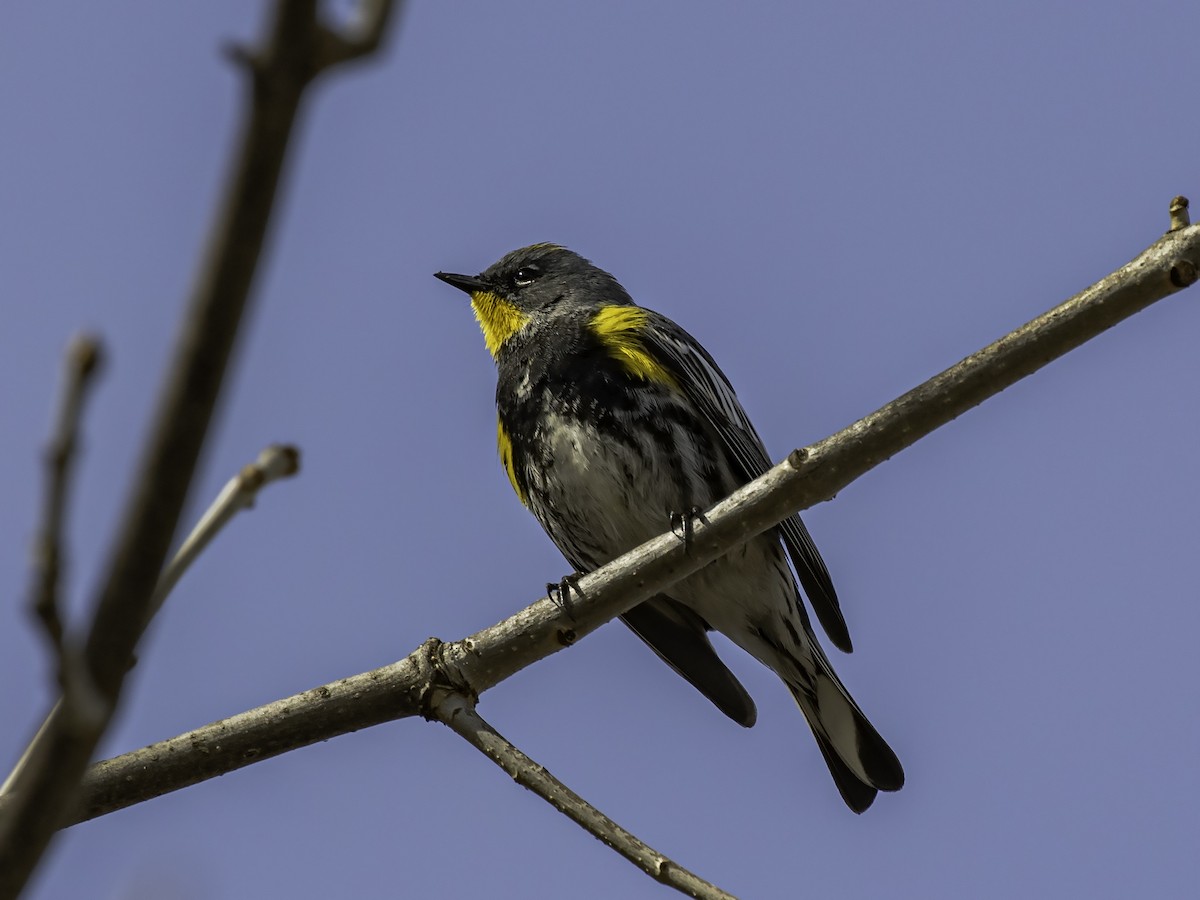 Yellow-rumped Warbler (Audubon's) - ML438702541