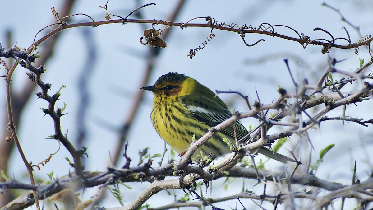 Cape May Warbler - ML438720161