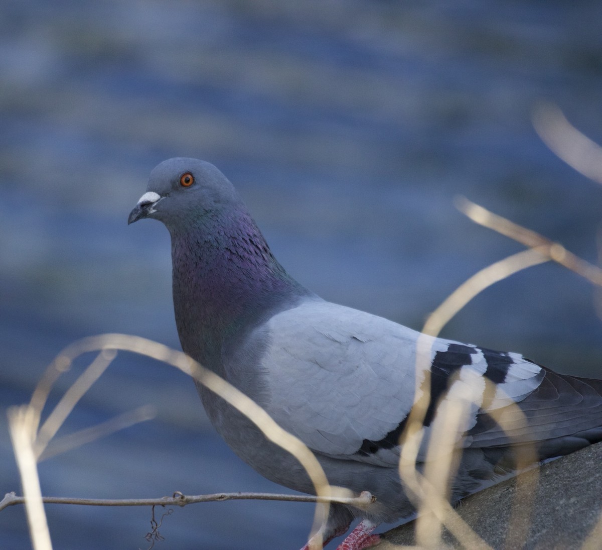 Rock Pigeon (Feral Pigeon) - ML438720431