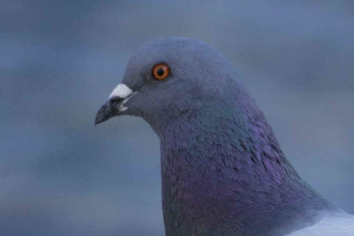 Rock Pigeon (Feral Pigeon) - ML438720441