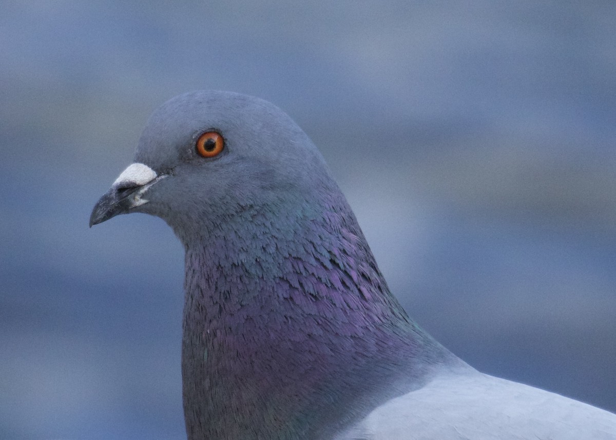 Rock Pigeon (Feral Pigeon) - ML438720461
