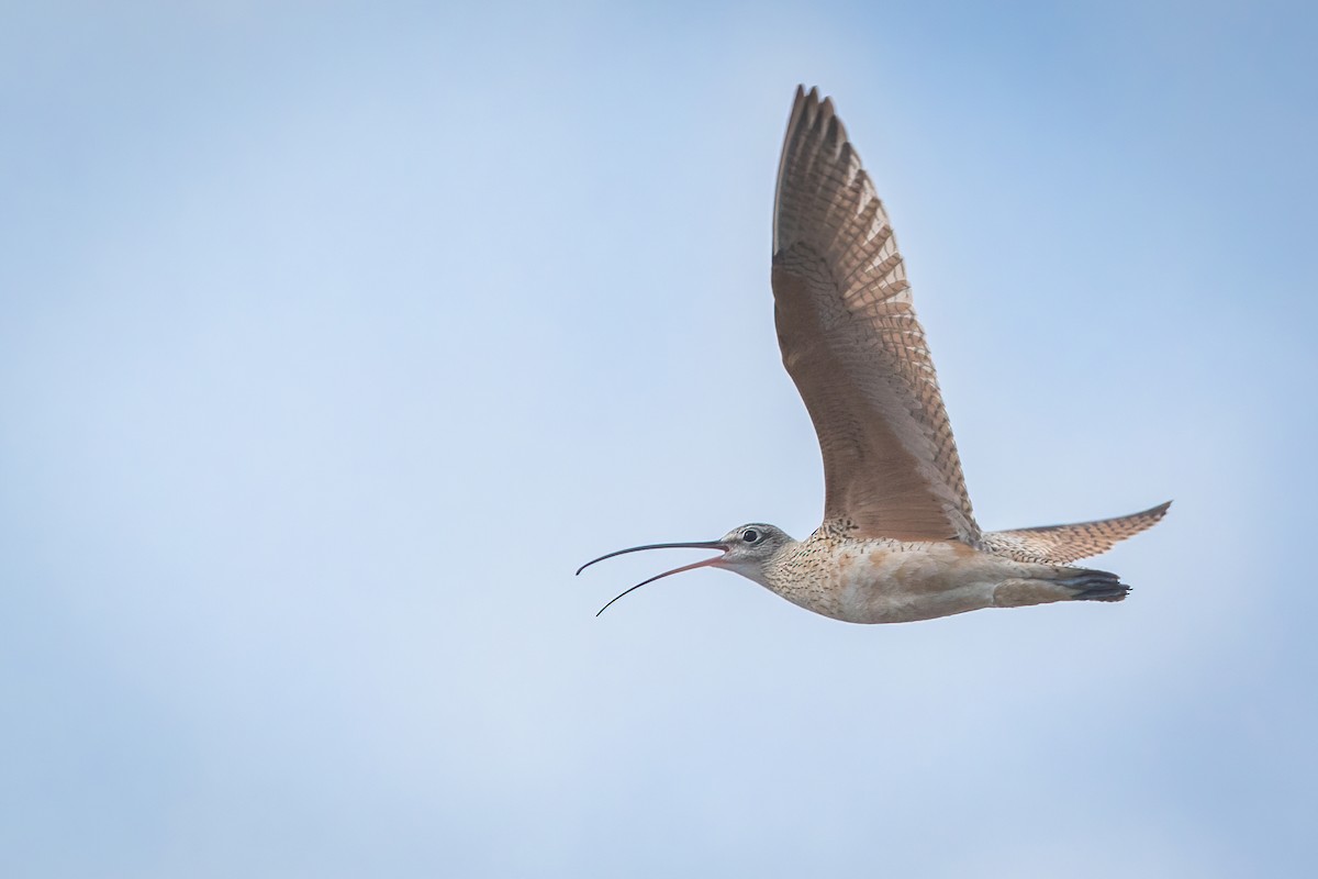Long-billed Curlew - Tanner Martin