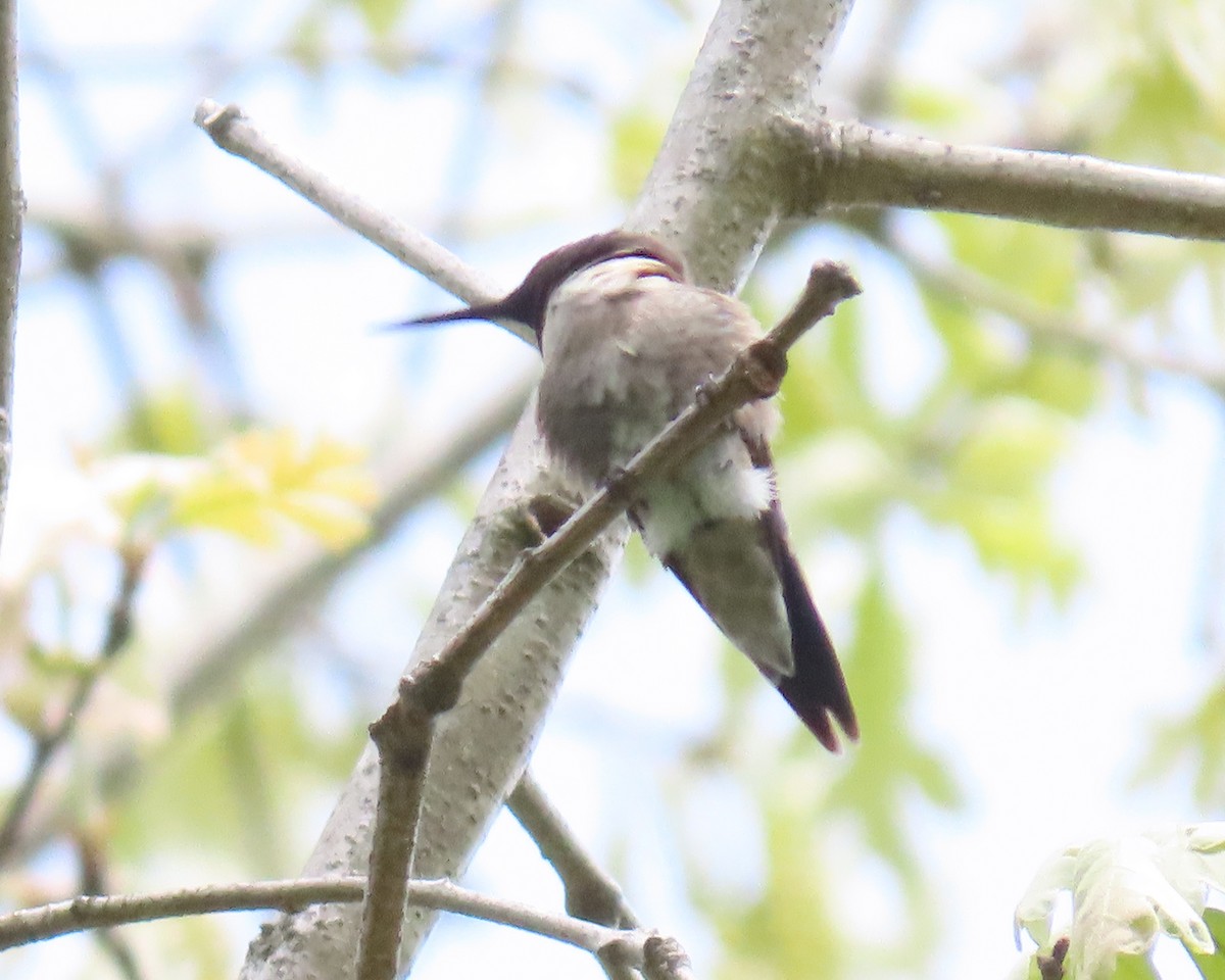 Ruby-throated Hummingbird - Karen Hogan