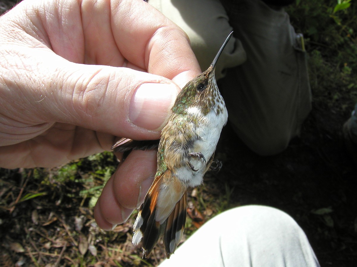Volcano Hummingbird (Heliotrope-throated) - Kevin McGowan