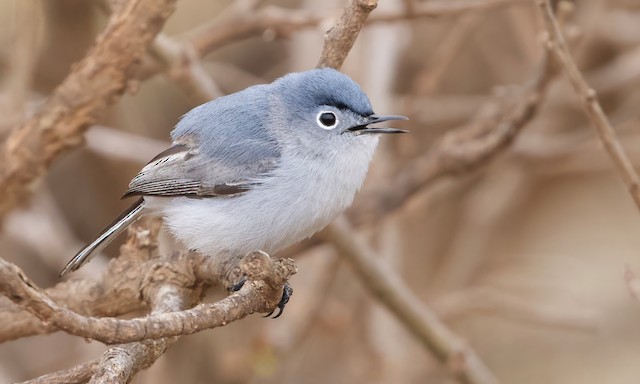 Blue-gray Gnatcatcher - eBird