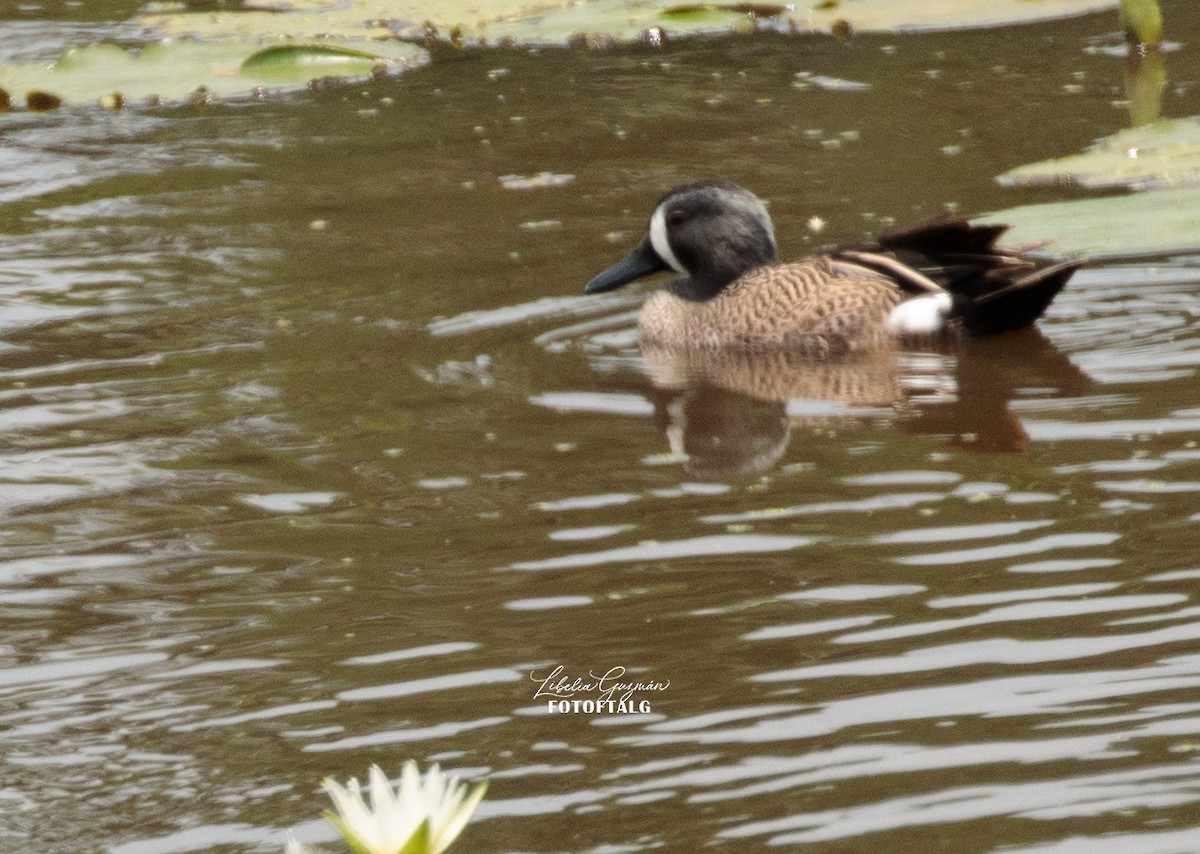 Blue-winged Teal - ML438758001