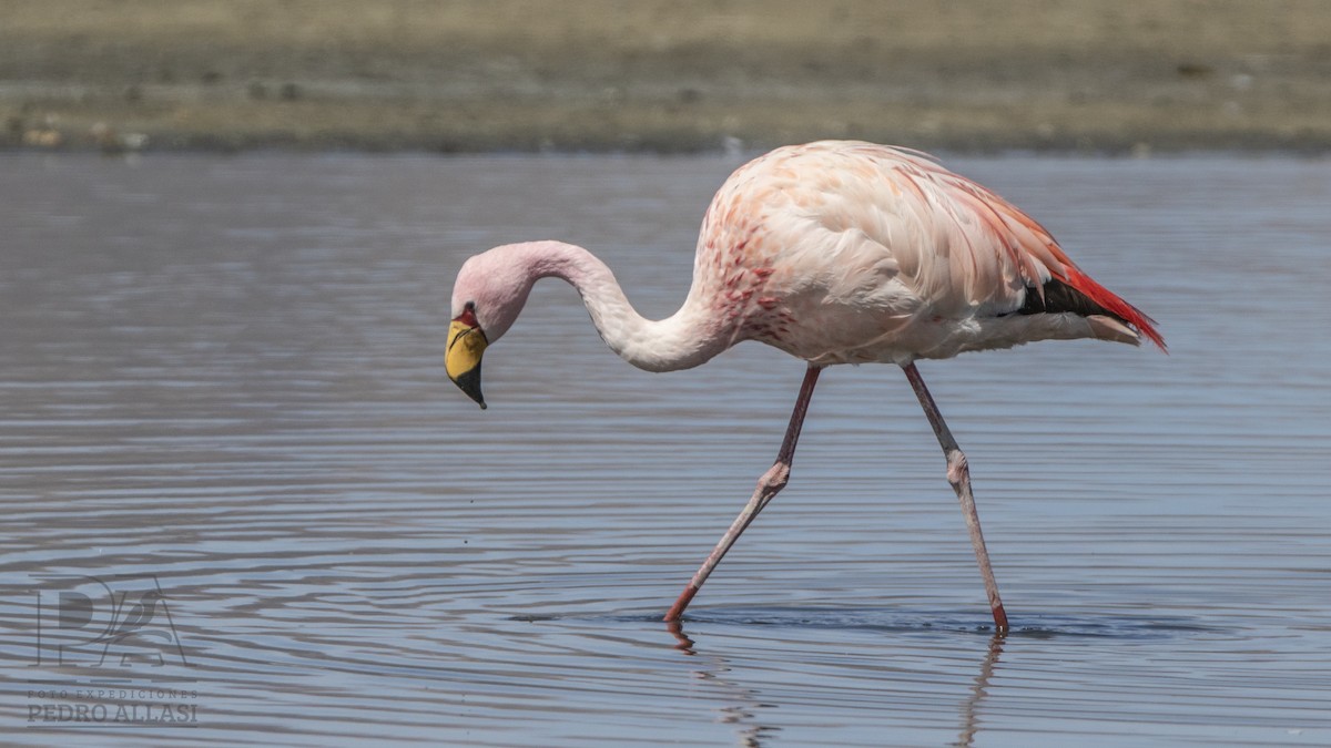 James's Flamingo - ML438759961