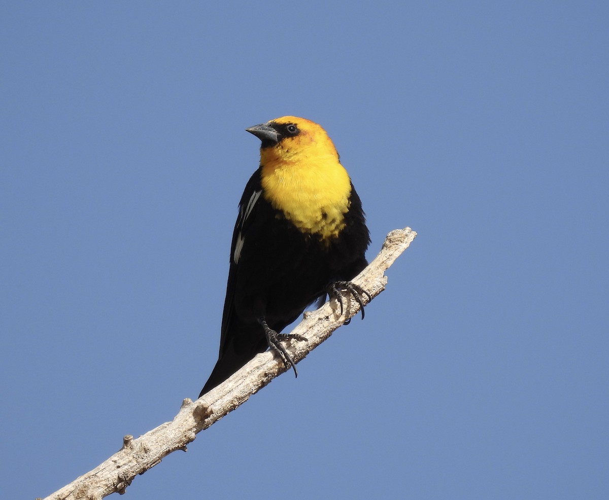 Yellow-headed Blackbird - ML438770091