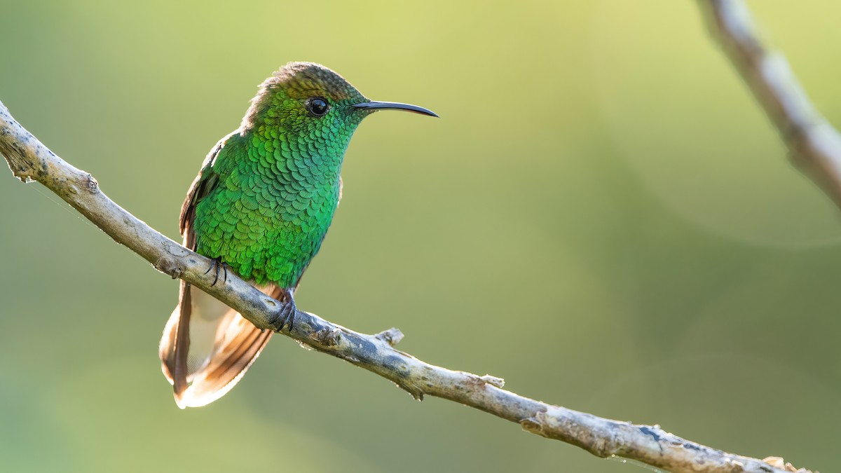 kolibřík měděnohlavý - ML438771161