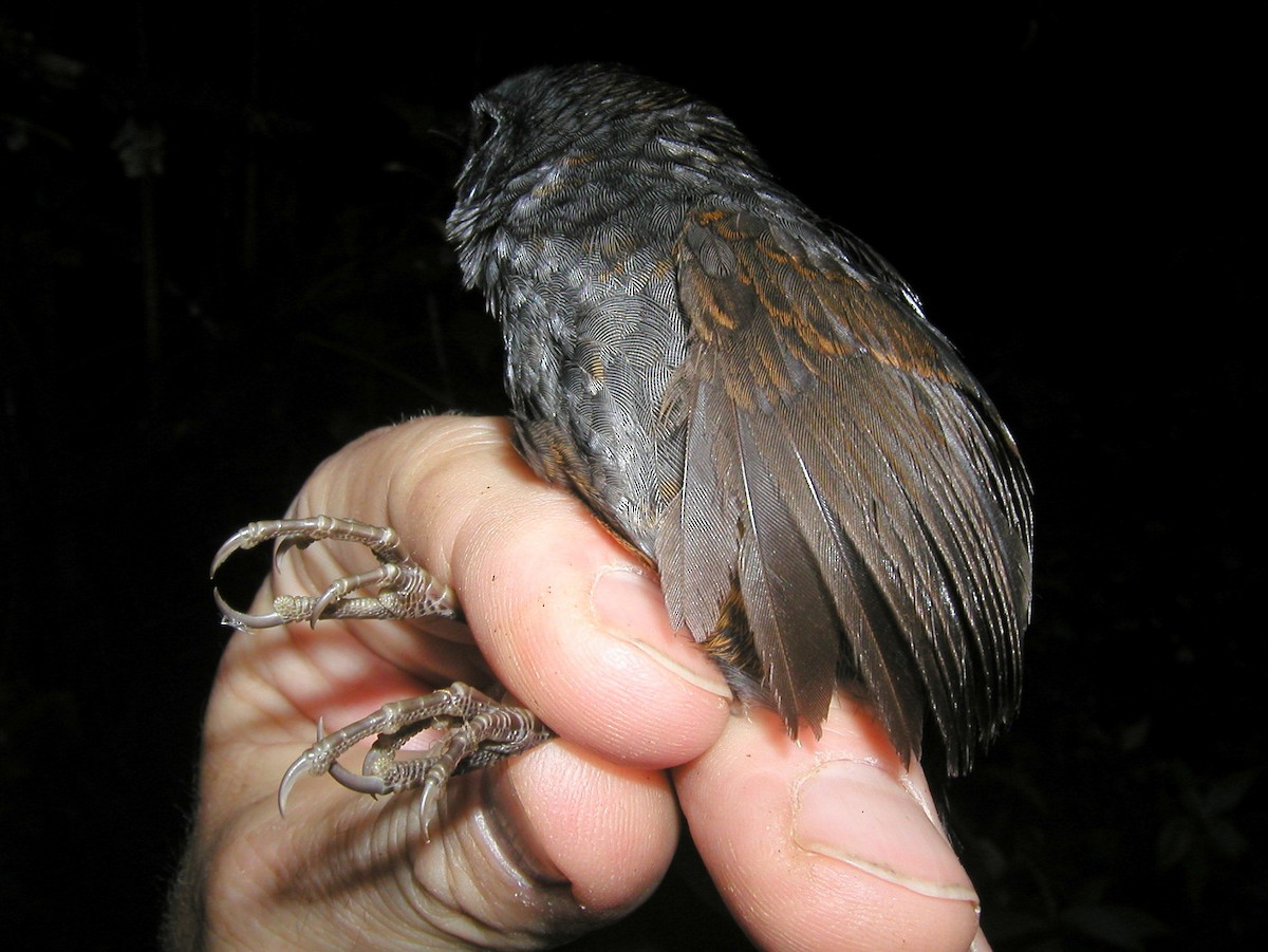 Silvery-fronted Tapaculo (Silvery-fronted) - Kevin McGowan