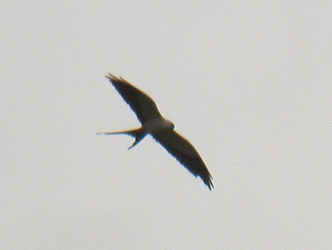 Swallow-tailed Kite - Kevin McGowan
