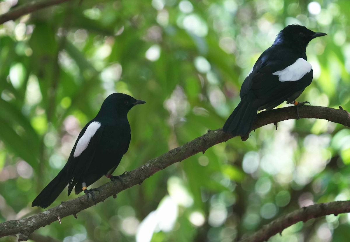 Seychelles Magpie-Robin - Basia Kruszewska