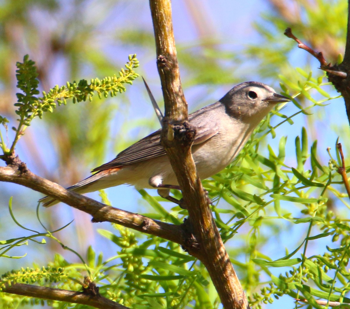 Lucy's Warbler - ML438780181