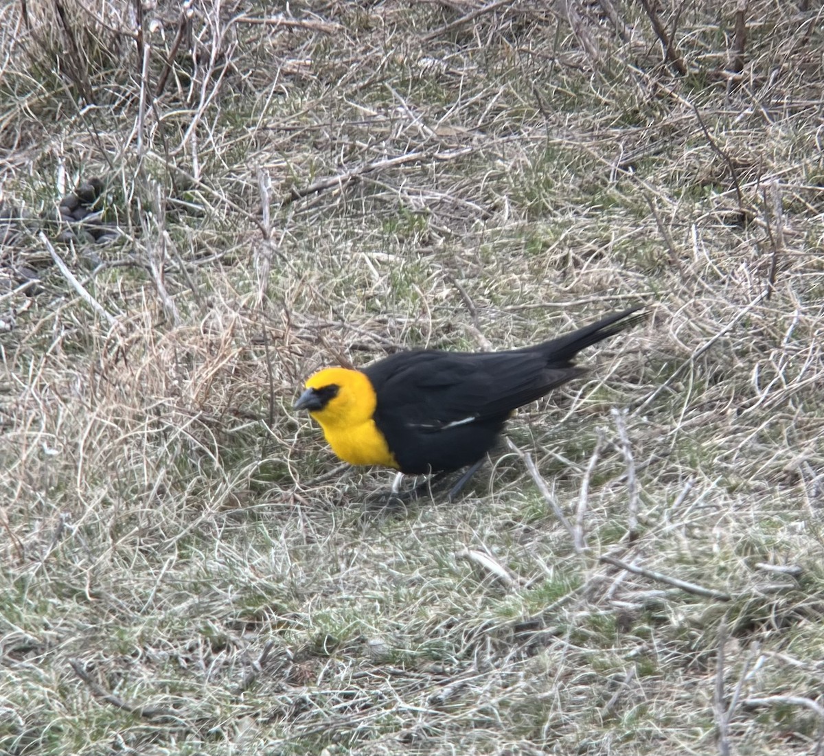 Yellow-headed Blackbird - ML438780211