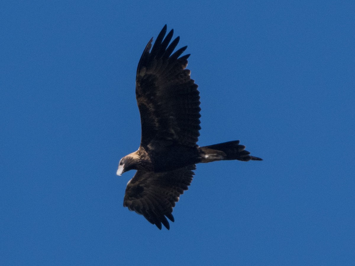 Wedge-tailed Eagle - ML438781261