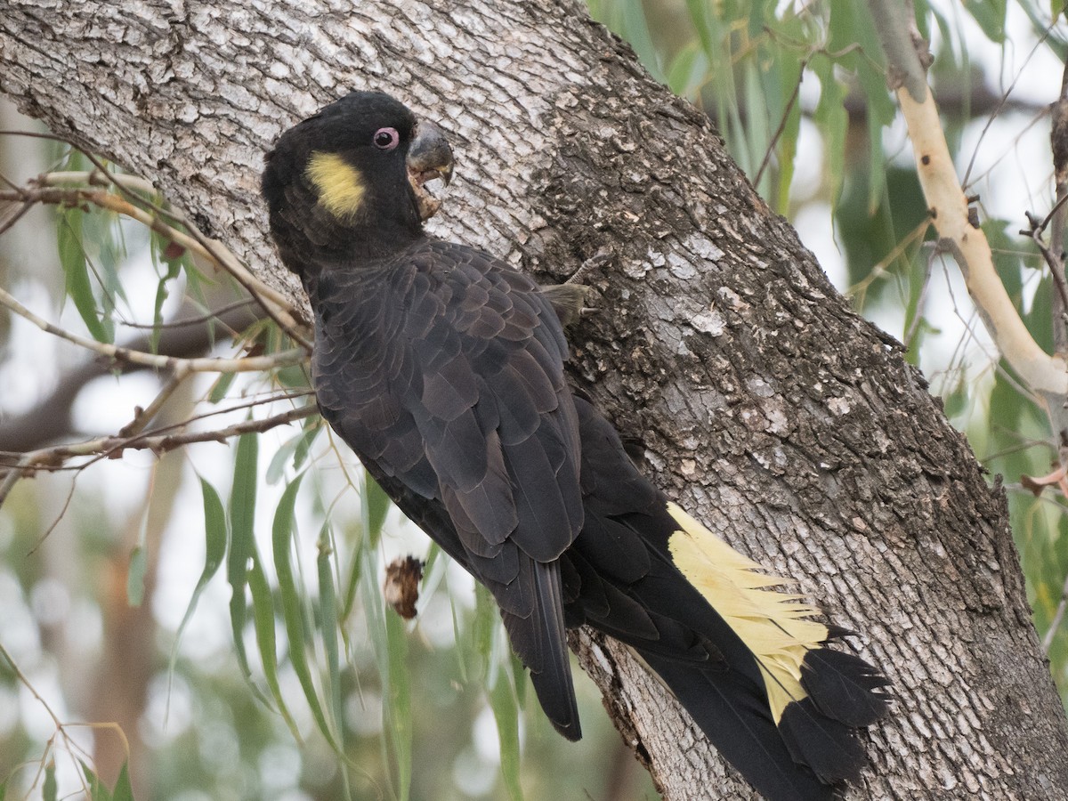 Yellow-tailed Black-Cockatoo - ML438781311