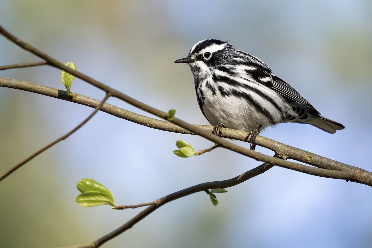 Black-and-white Warbler - ML438789971