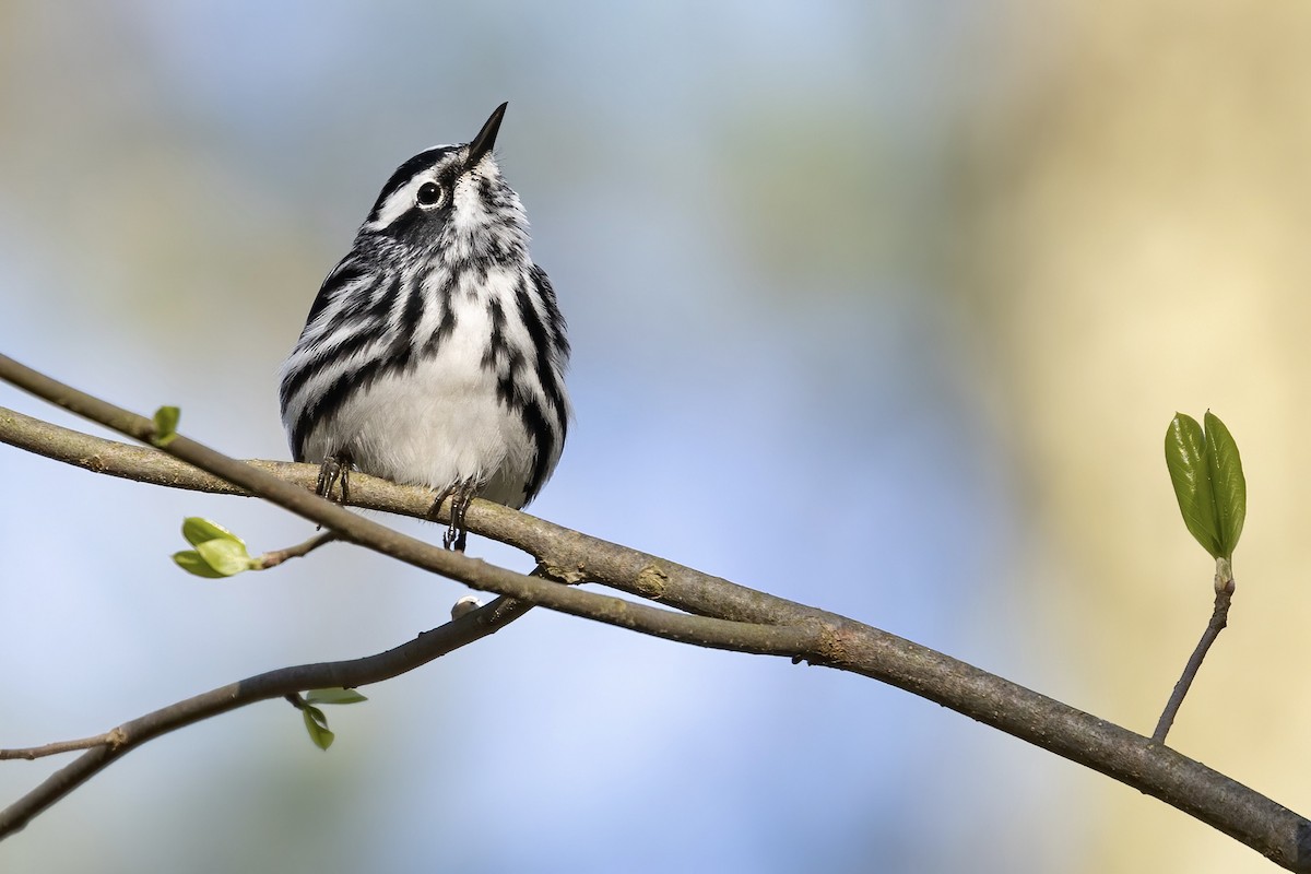 Black-and-white Warbler - ML438790031