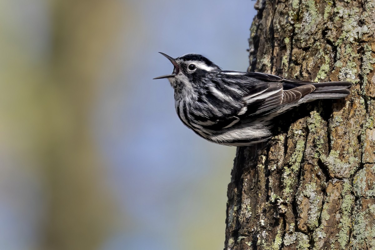 Black-and-white Warbler - ML438790221