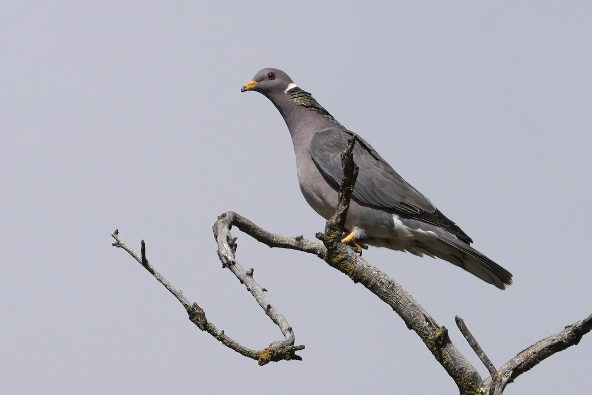 Band-tailed Pigeon - ML438800161