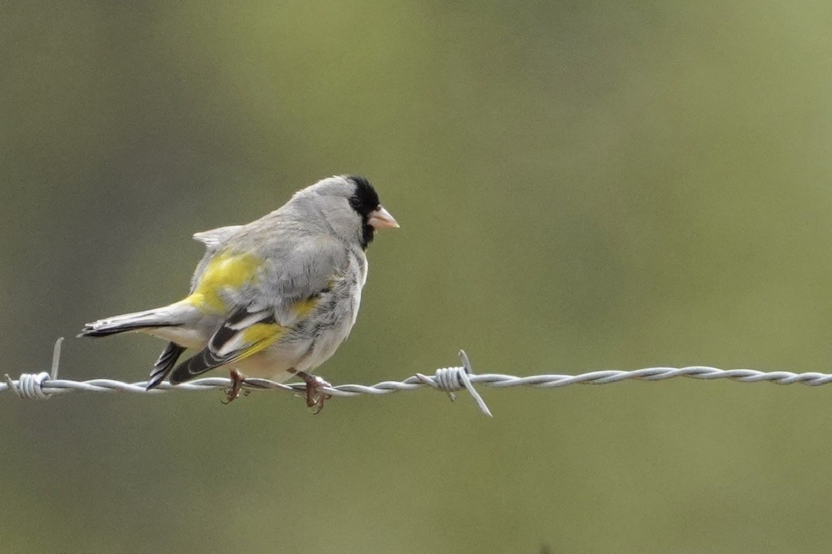 Lawrence's Goldfinch - ML438800721