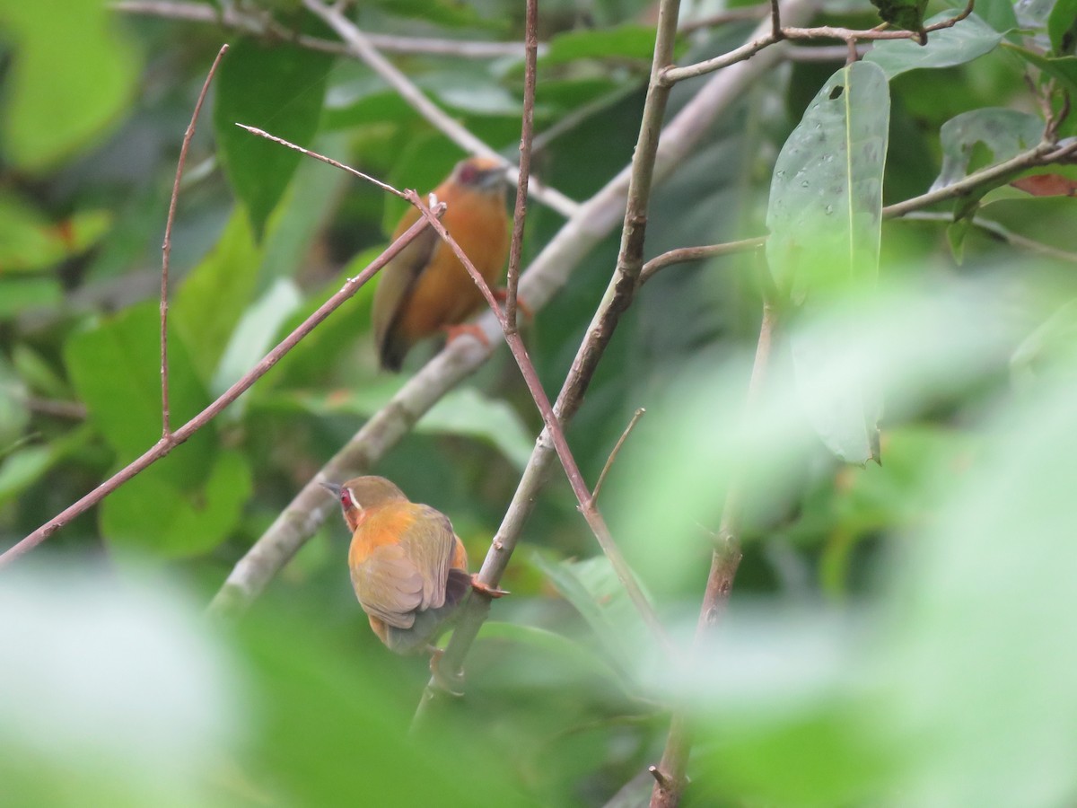 White-browed Piculet - ML438807461
