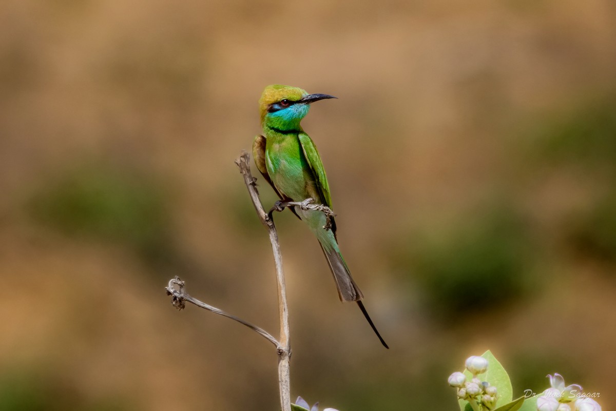 Asian Green Bee-eater - ML438814861