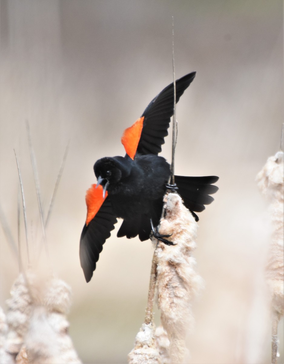 Red-winged Blackbird - Sara Newman