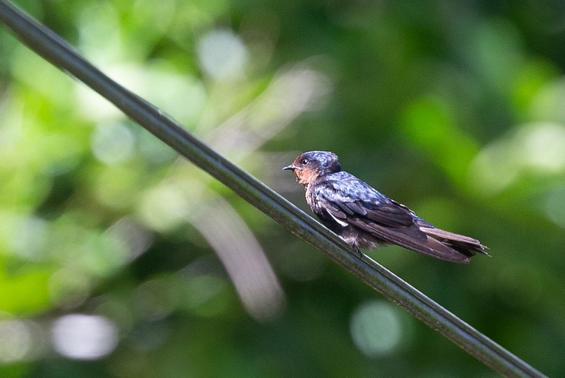 Pacific Swallow - ML438816861