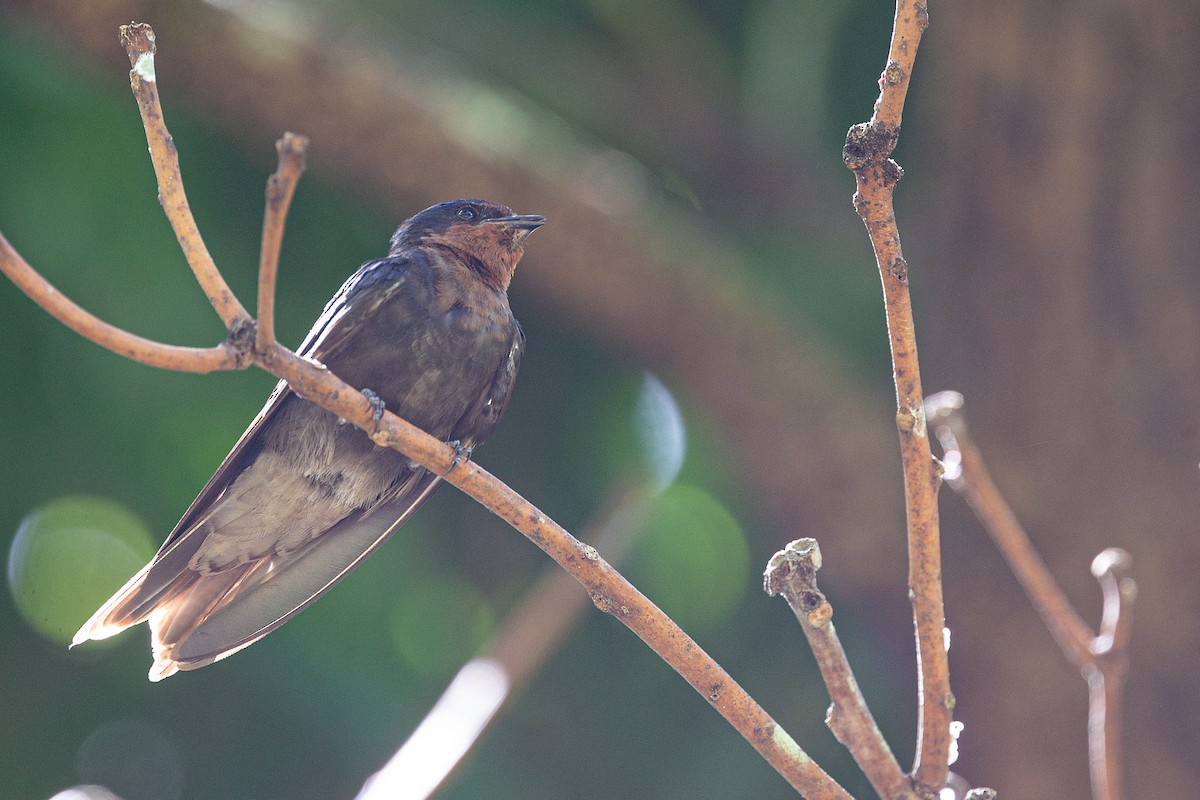 Pacific Swallow - ML438816971