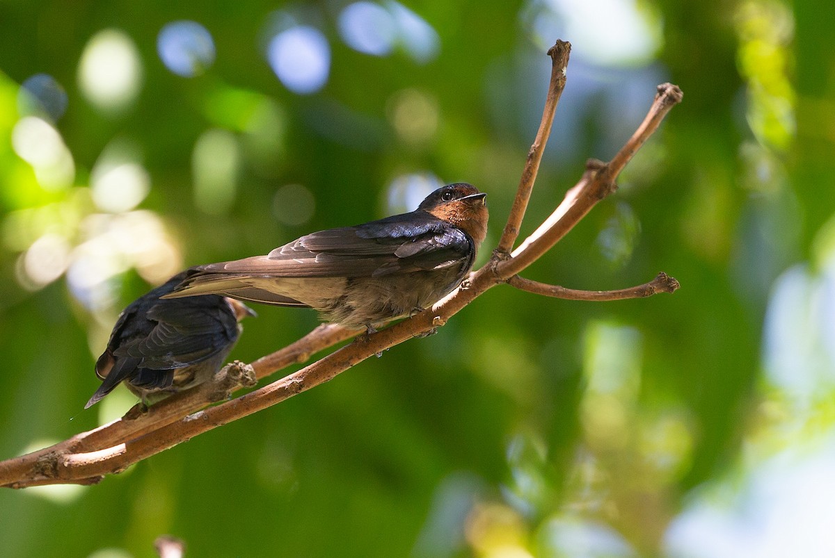 Pacific Swallow - ML438816991
