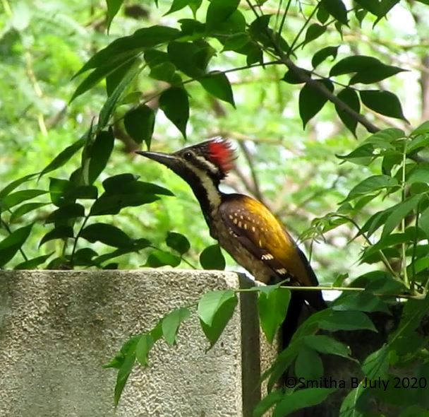 woodpecker sp. - ML438817111