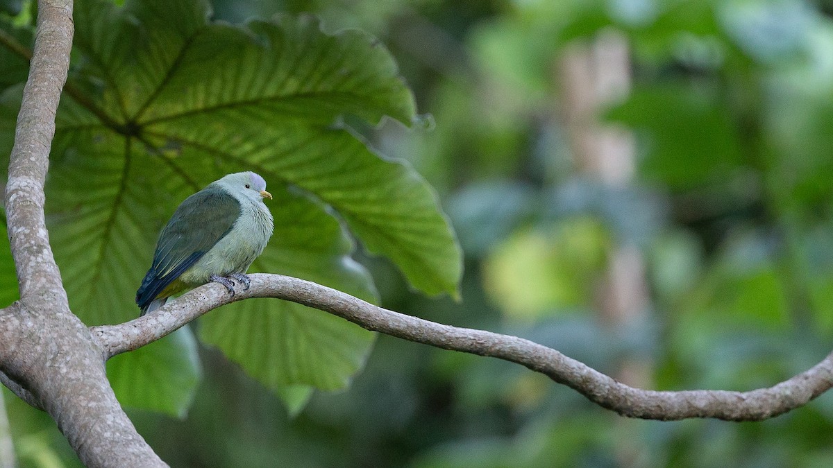 Gray-green Fruit-Dove - Robert Tizard