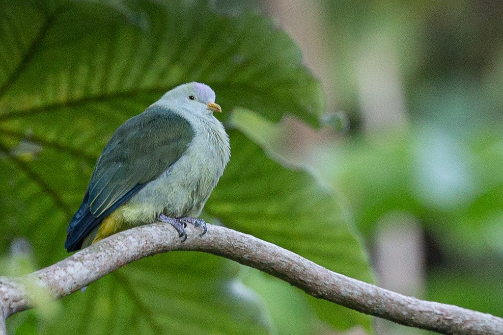 Gray-green Fruit-Dove - ML438817151