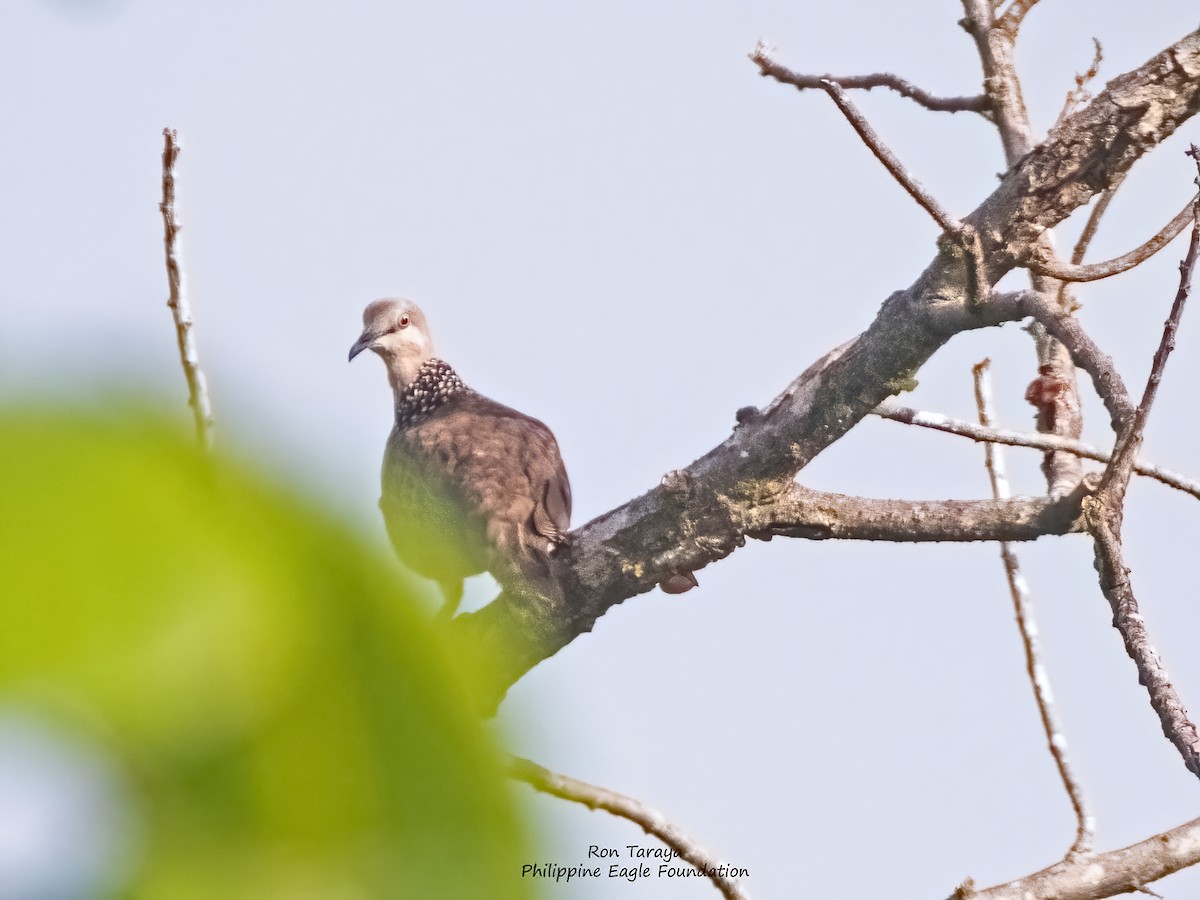 Spotted Dove - ML438817661
