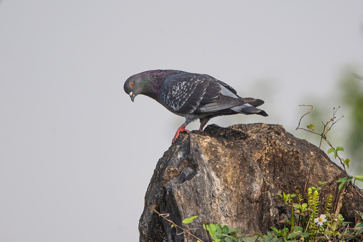 Rock Pigeon (Feral Pigeon) - Ngoc Sam Thuong Dang