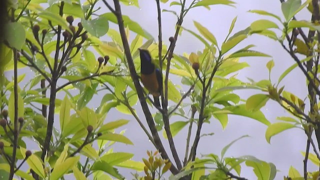 Orange-bellied Leafbird - ML438822691