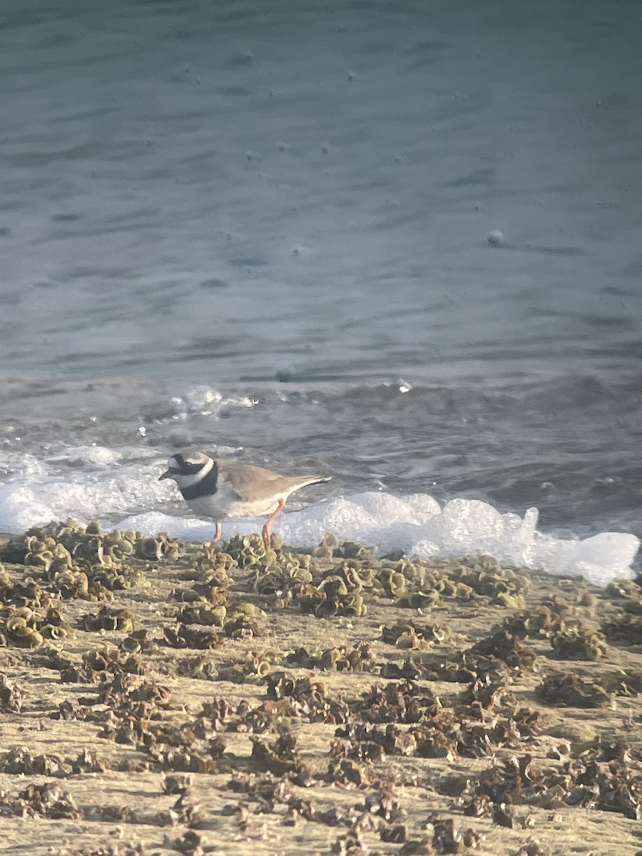 Common Ringed Plover - ML438827051