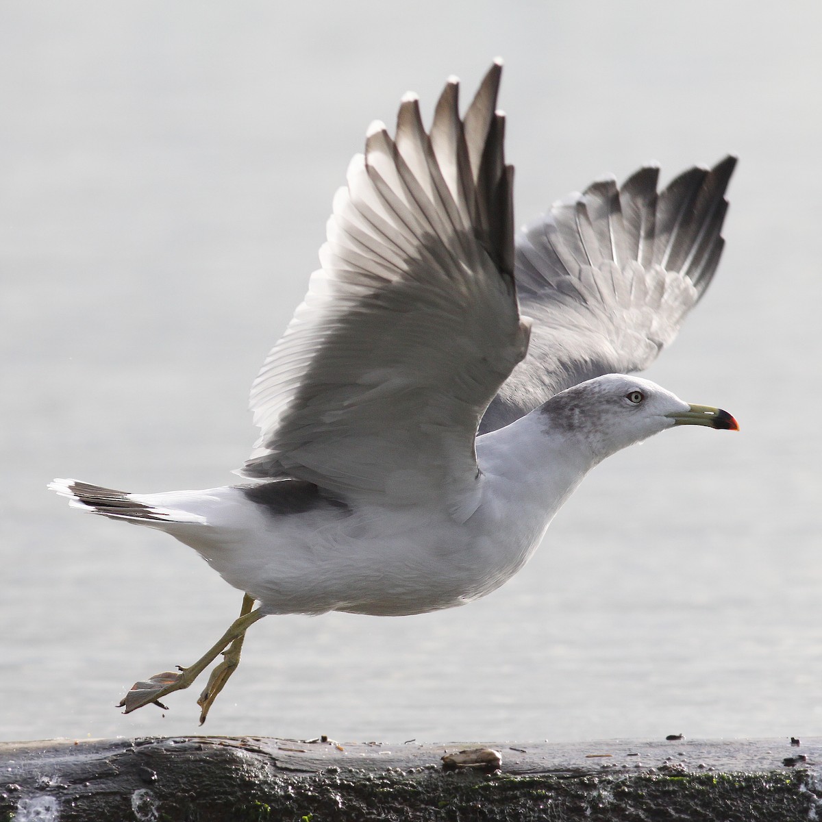 Black-tailed Gull - Knut Hansen