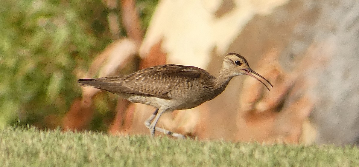 Little Curlew - ML438827591